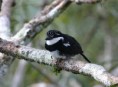 /album/photo-gallery-wildlife1/pied-puffbird-notharchus-tectus-sani-jpg/